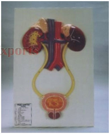 HUMAN EXCRETORY SYSTEM (URINARY SYSTEM)